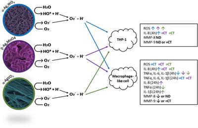 Biocompatibility and inflammatory response of silver tungstate, silver molybdate, and silver vanadate microcrystals